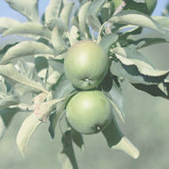 マルーラオイル